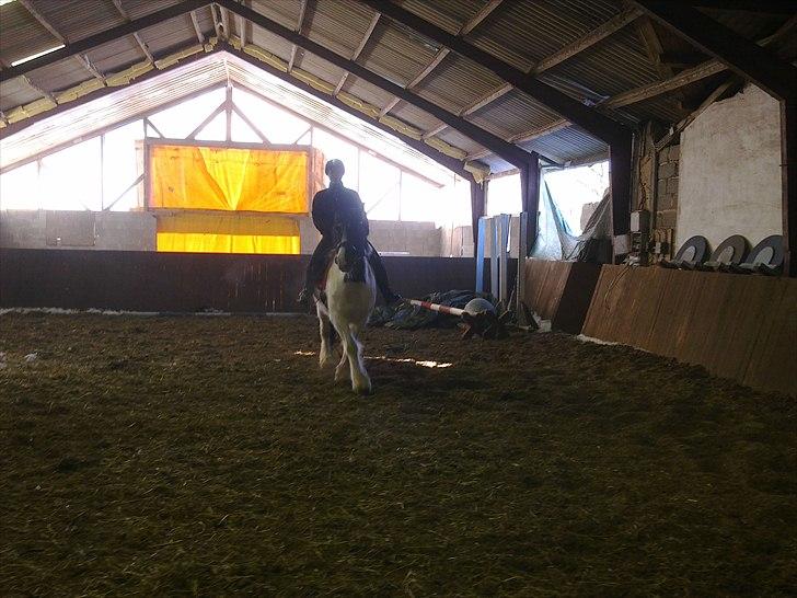 Irish Cob Gipsy - 19-2-11 billede 13