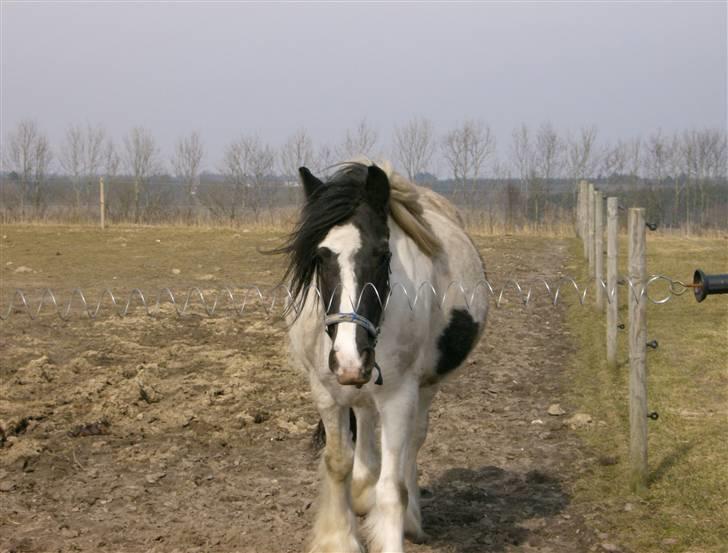 Irish Cob Gipsy - højgravid...  billede 14