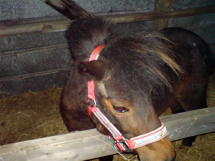 Anden særlig race sunflower billede 1