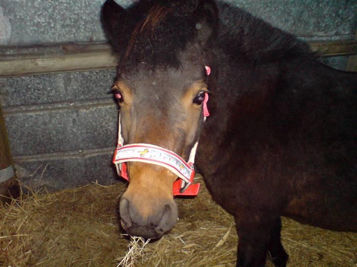 Anden særlig race sunflower billede 2