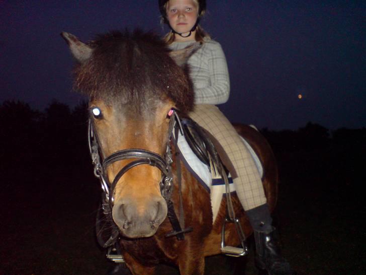 Anden særlig race sunflower billede 3