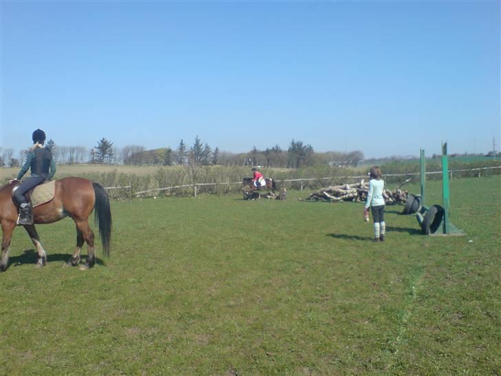 Anden særlig race sunflower - sunflower  du er for go billede 4