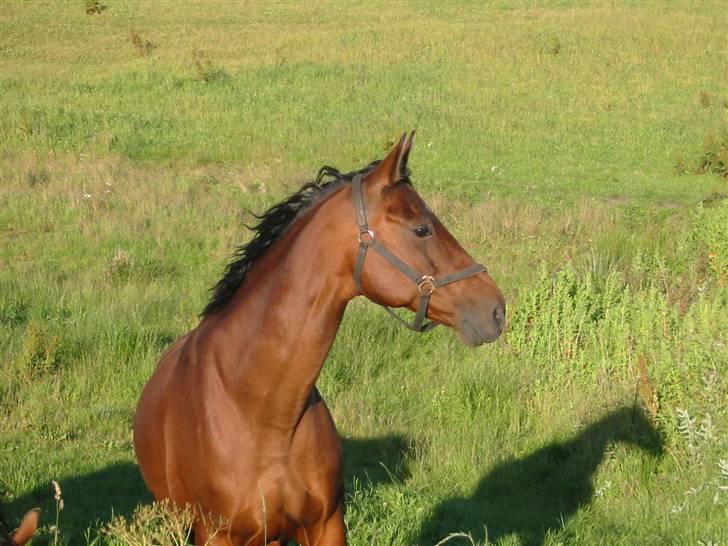 Dansk Varmblod Cisselstern Egeris - "Dino" i hesteforklædning... bemærk skyggen :-) billede 14