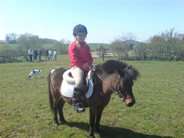 Anden særlig race sunflower - ´nurhh sunflower da. billede 7