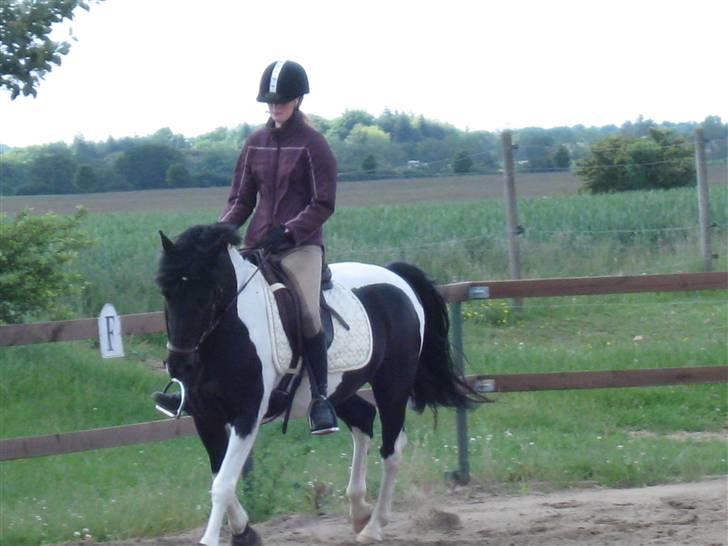 Pinto Fast Spirit -Solgt- - Taget den 7 Jun 09. billede 3