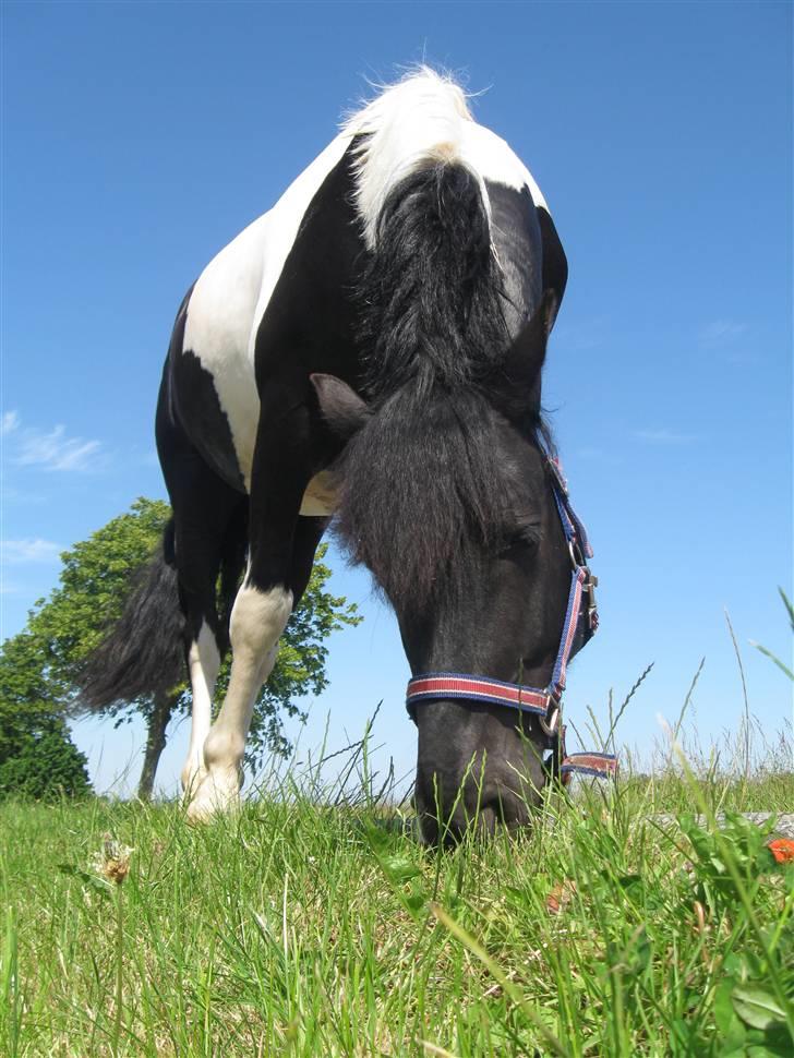 Pinto Fast Spirit -Solgt- - Græsning  billede 6