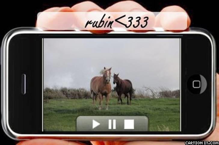 Haflinger Rubin !<3 billede 15