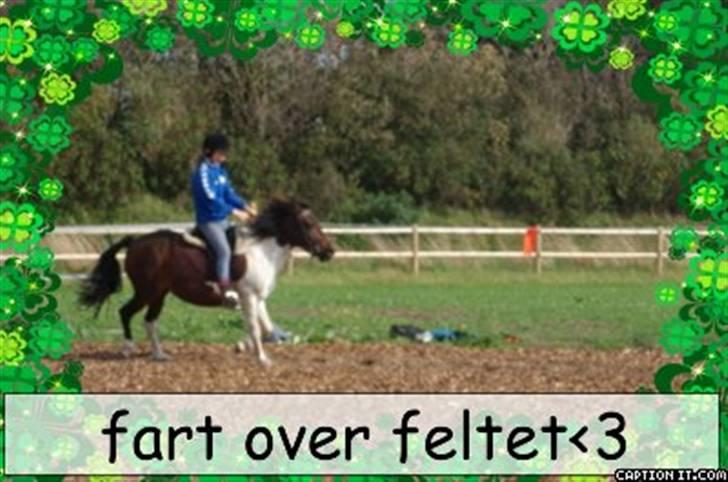 Haflinger Rubin !<3 - min veninde og hindes pony<3 billede 17