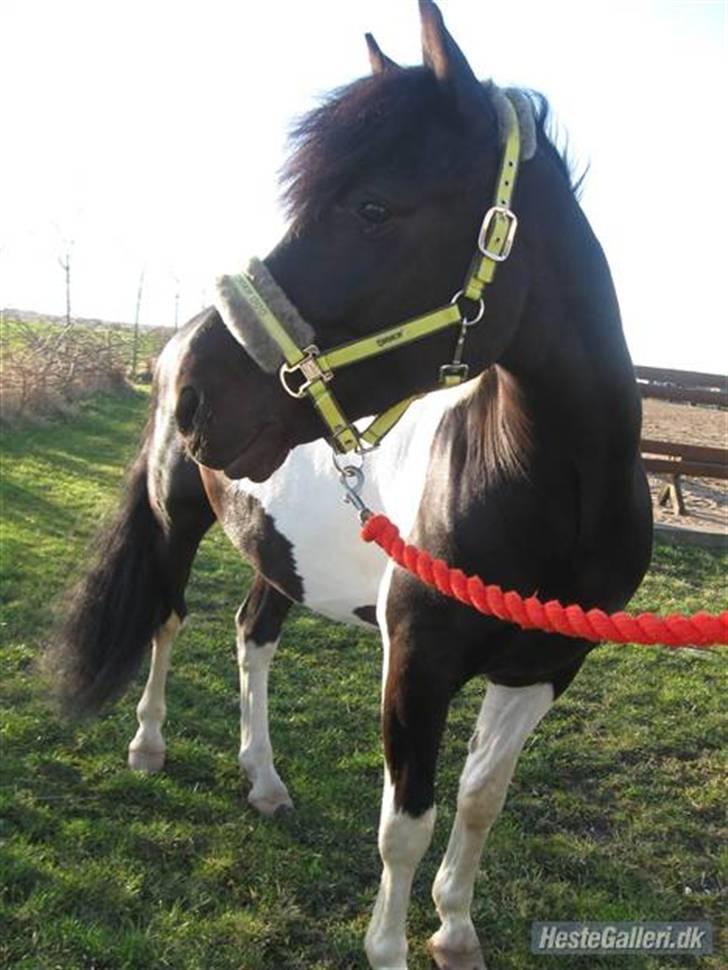 Pinto Fast Spirit -Solgt- - Flotte Spirit  billede 11