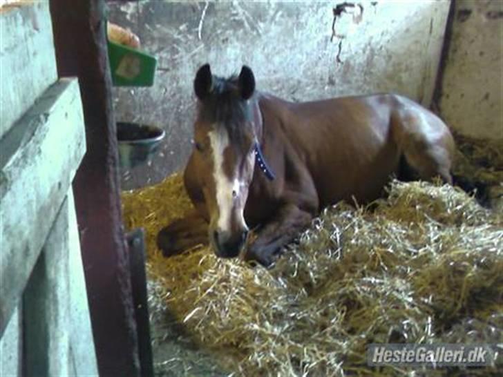 Anden særlig race robin<3  (gl.paret) billede 16