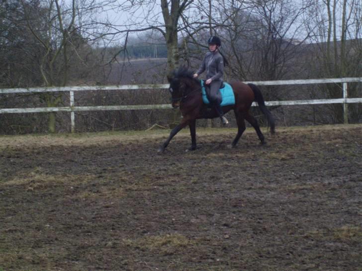 New Forest Kalkwijks Raiza billede 1