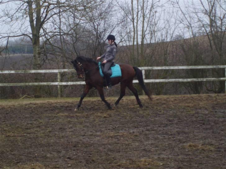 New Forest Kalkwijks Raiza billede 2