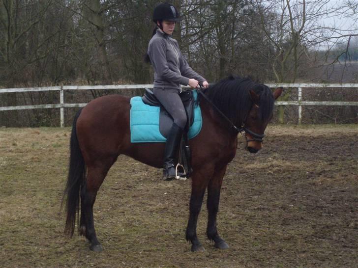 New Forest Kalkwijks Raiza billede 3