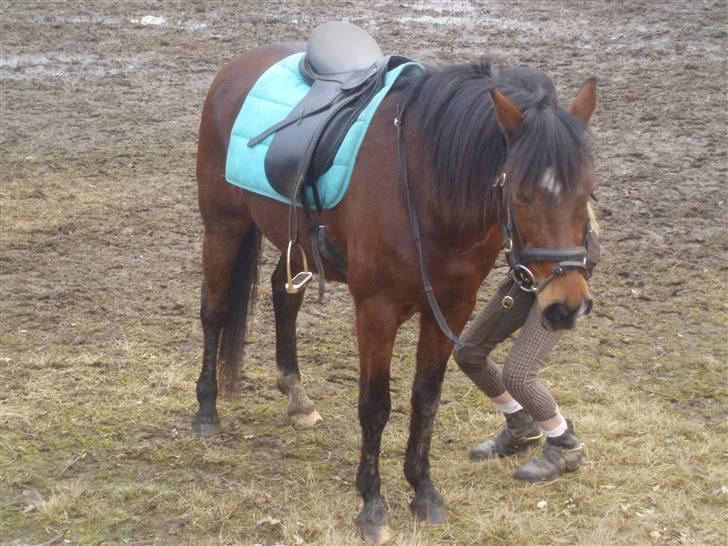 New Forest Kalkwijks Raiza billede 4