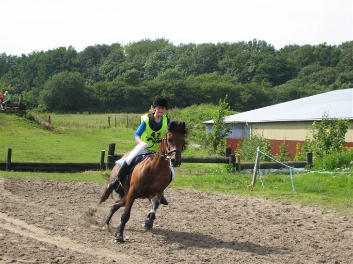 Connemara Hesselholts Lorenzo billede 1