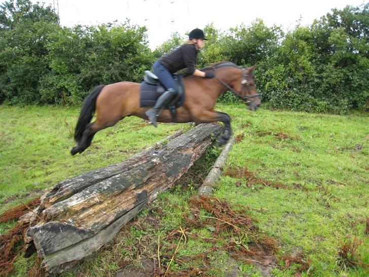 Connemara Hesselholts Lorenzo billede 6