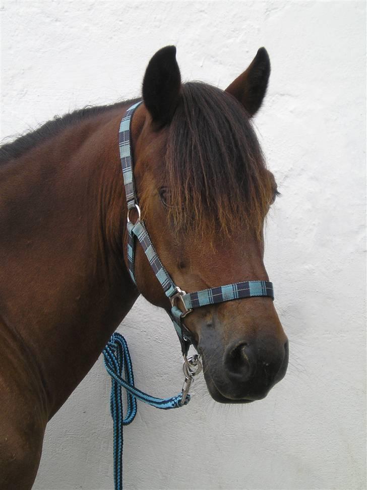 Connemara Hesselholts Lorenzo billede 8