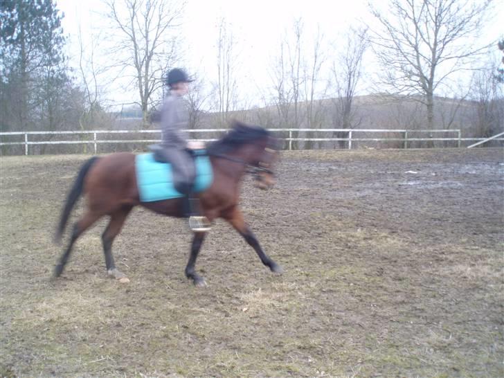 New Forest Kalkwijks Raiza billede 5