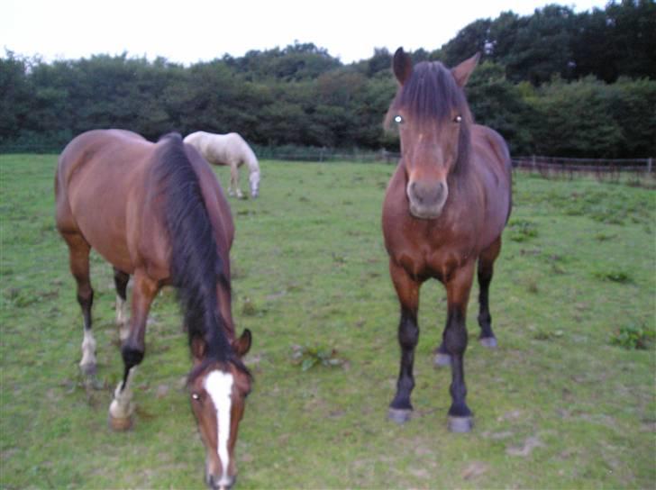 Connemara Hesselholts Lorenzo billede 11