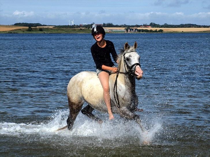 Anden særlig race Kirks Monty !SOLGT! billede 14