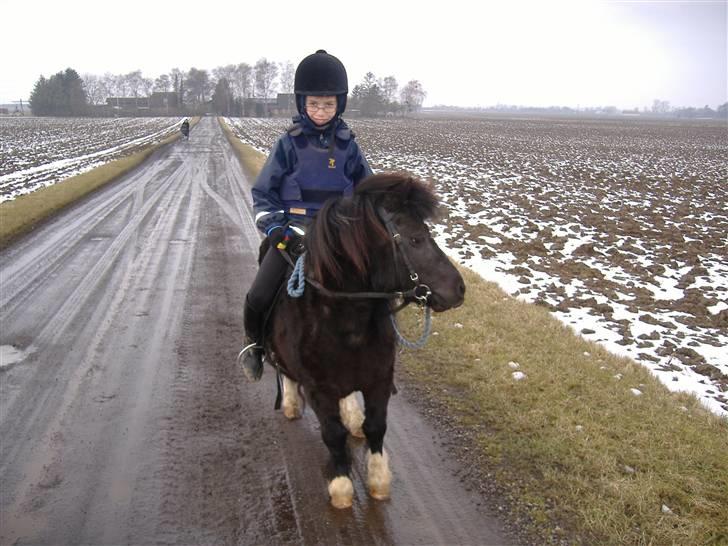 Shetlænder Stjernens Fanny (solgt) billede 1