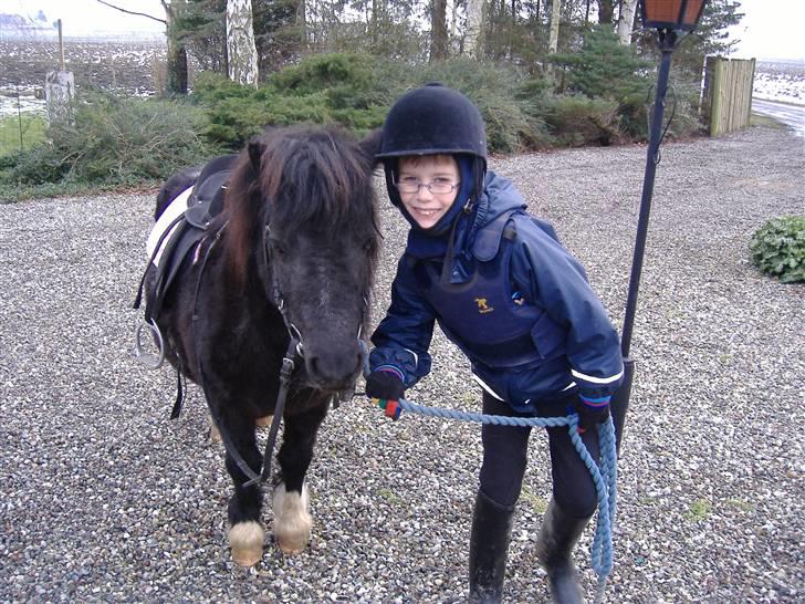 Shetlænder Stjernens Fanny (solgt) billede 2