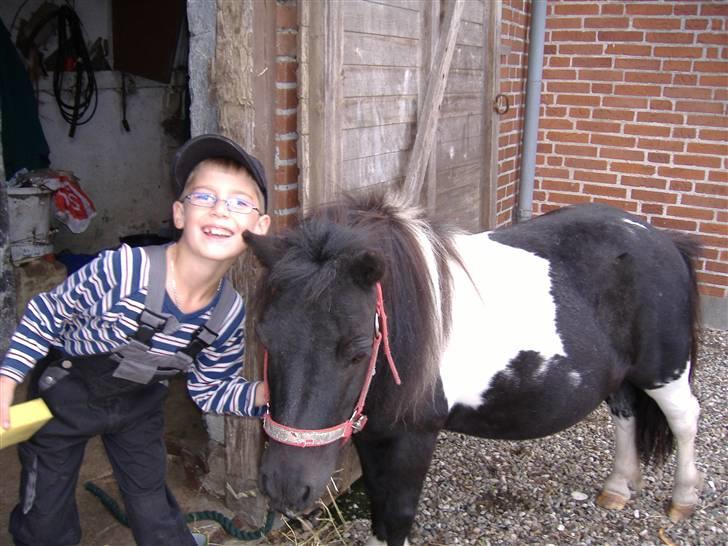 Shetlænder Stjernens Fanny (solgt) billede 3