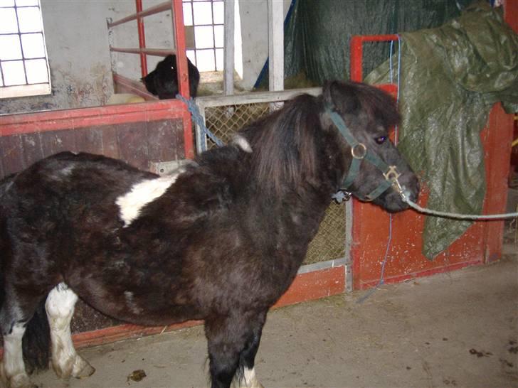 Shetlænder Stjernens Fanny (solgt) billede 4
