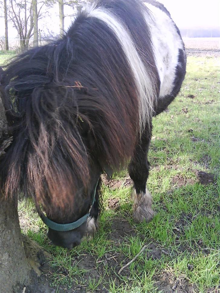 Shetlænder Stjernens Fanny (solgt) billede 5