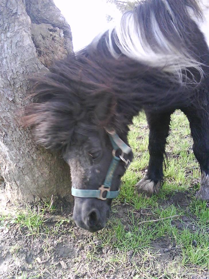 Shetlænder Stjernens Fanny (solgt) - Det klør billede 6