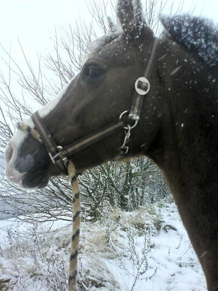New Forest Midnight Fleur *Aflivet* - Fleur <3 billede 2
