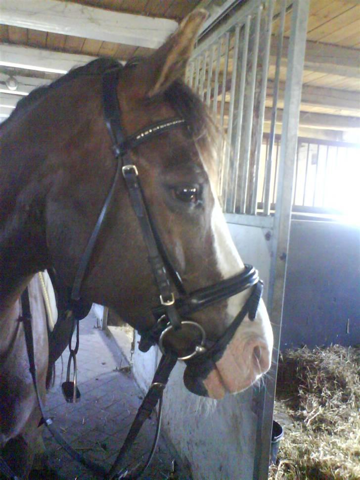 New Forest Midnight Fleur *Aflivet* - Fleur <3 billede 4