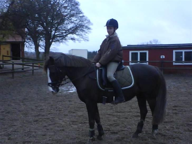 New Forest Midnight Fleur *Aflivet* - Fleur & Mig <3 billede 5