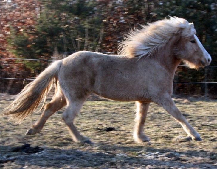 Islænder Storgaardens Glama - jaaah, er ude og springe, I love this <3 billede 16