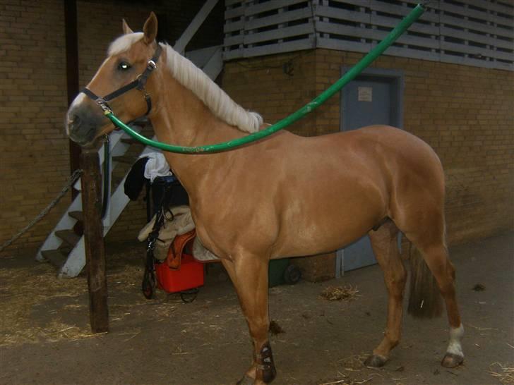 Palomino Kashmir billede 2