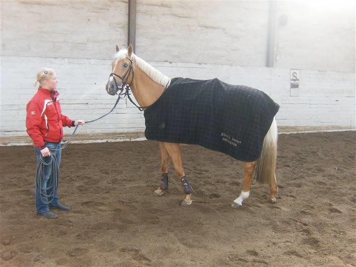 Palomino Kashmir billede 4