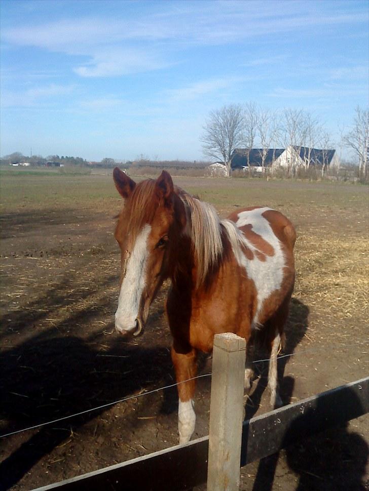 Anden særlig race Højersmindes Mitzy billede 18