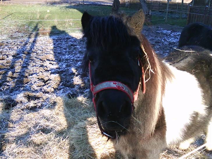 Shetlænder Stjernens Fanny (solgt) billede 7