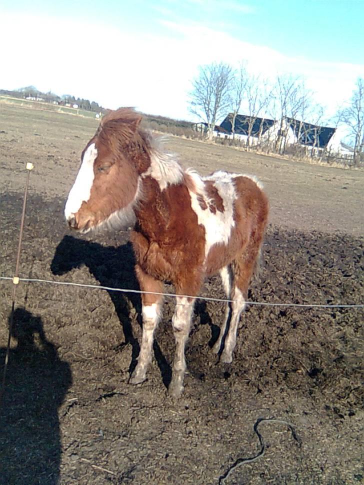 Anden særlig race Højersmindes Mitzy billede 7