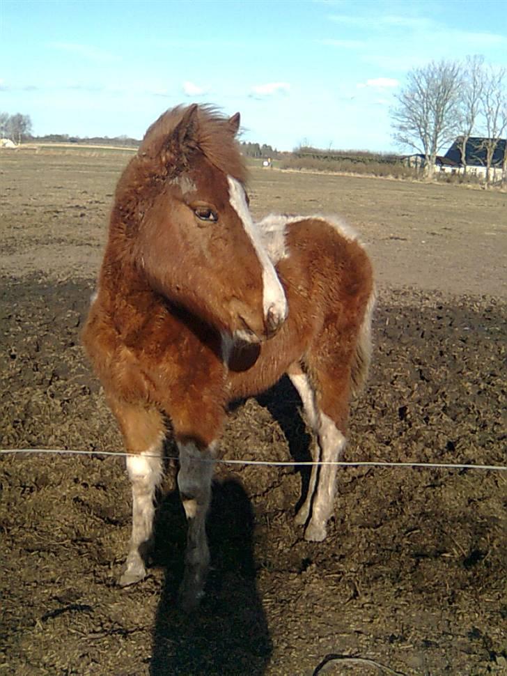 Anden særlig race Højersmindes Mitzy billede 8