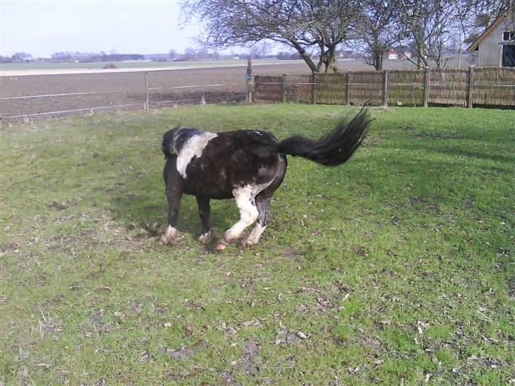 Shetlænder Stjernens Fanny (solgt) billede 8