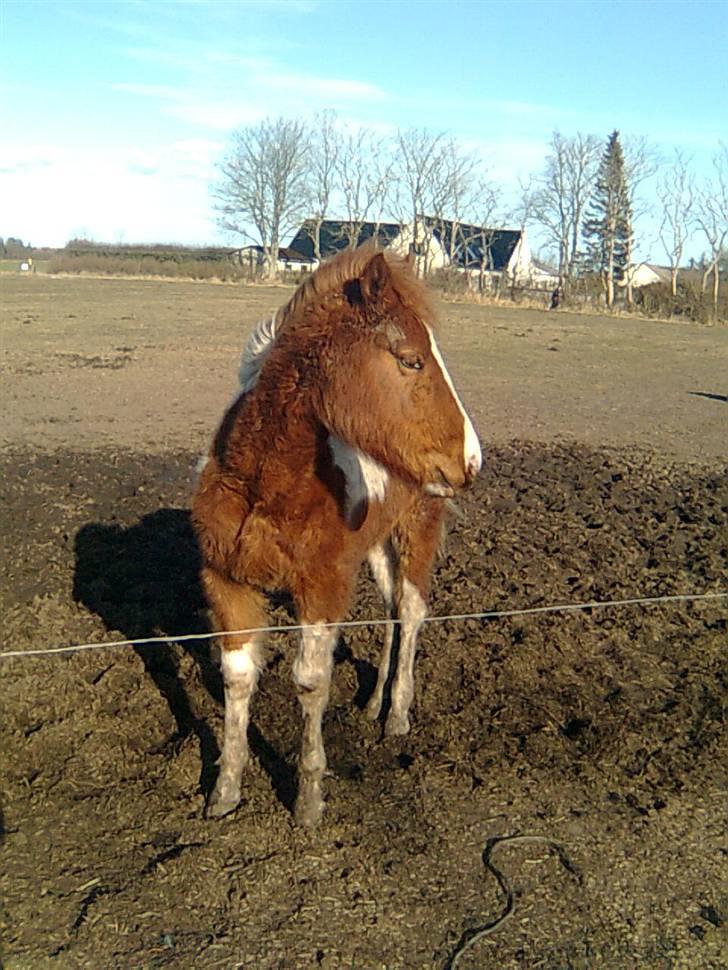 Anden særlig race Højersmindes Mitzy billede 9