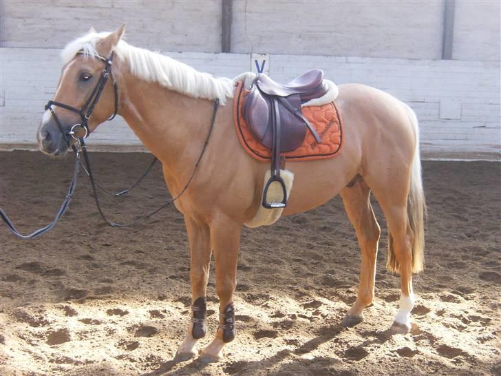 Palomino Kashmir billede 8