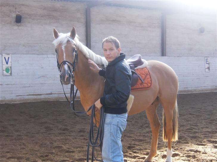 Palomino Kashmir billede 14