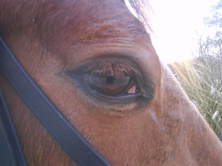 Traver Faun  (lån) billede 10