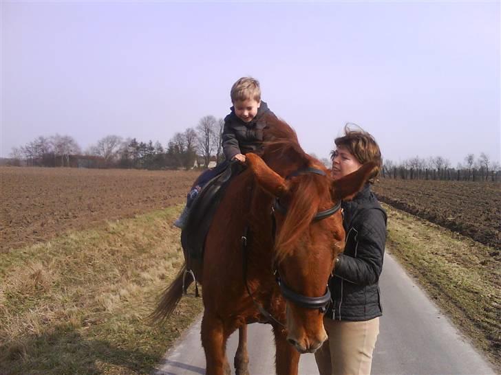 Traver Faun  (lån) billede 11