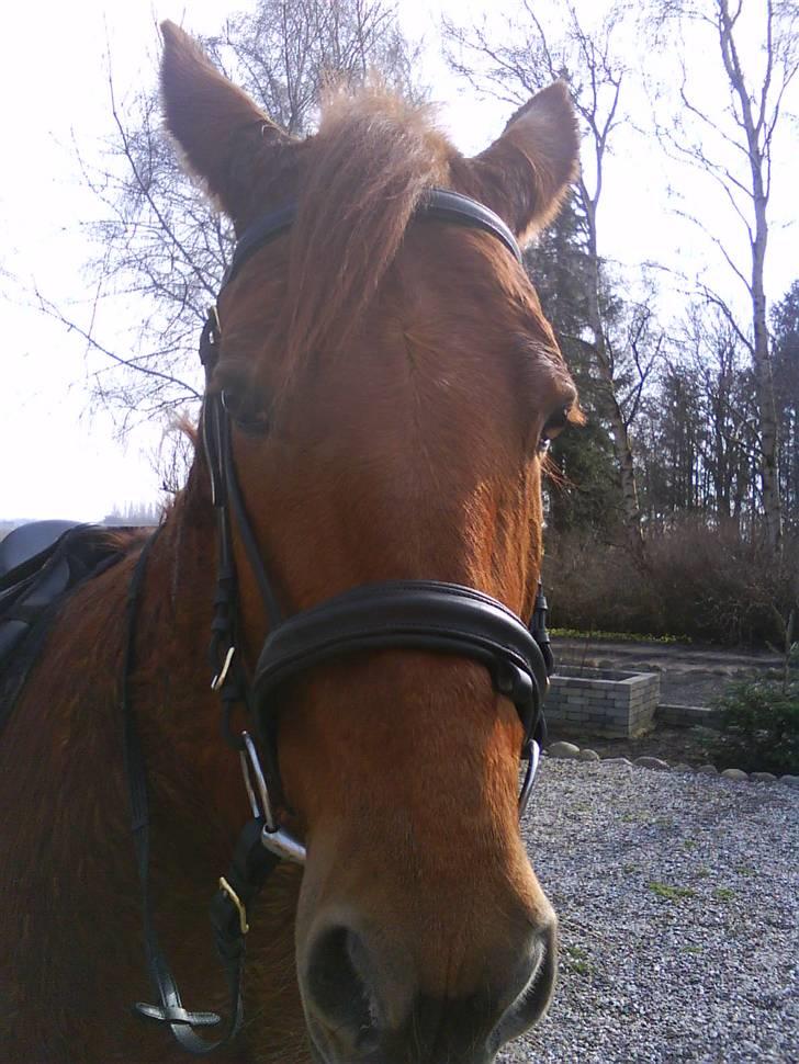 Traver Faun  (lån) billede 12