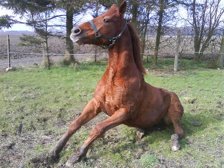 Traver Faun  (lån) billede 13