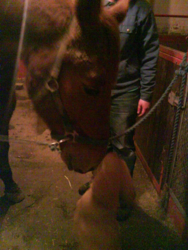 Traver Faun  (lån) billede 14