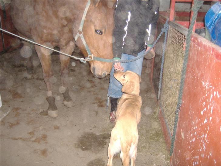 Traver Faun  (lån) billede 15